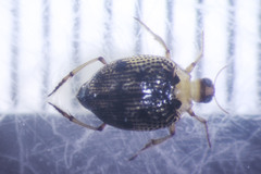 Peltodytes tortulosus