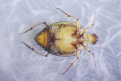 Peltodytes tortulosus