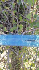 Fremontodendron