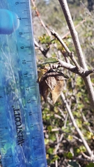 Fremontodendron