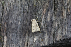 Mythimna anderreggii