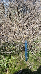 Fremontodendron