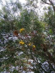 Astianthus viminalis