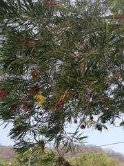 Astianthus viminalis