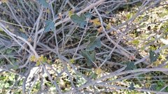 Fremontodendron