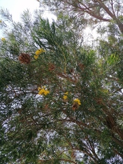 Astianthus viminalis