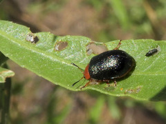Plagiodera arizonae
