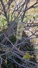 Fremontodendron