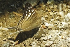 Marpesia merops