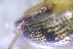 Peltodytes tortulosus