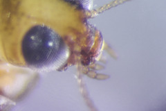 Peltodytes tortulosus