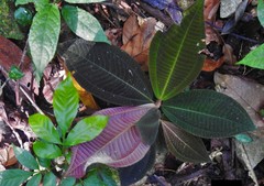 Miconia paleacea