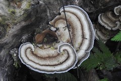 Trametes menziesii