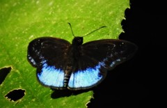 Pythonides proxenus
