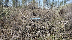 Fremontodendron