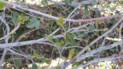 Fremontodendron