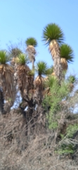 Yucca periculosa