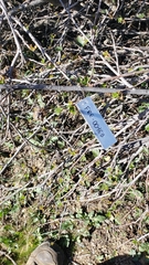 Fremontodendron