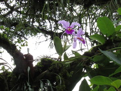 Cattleya