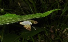 Parvospila cilissa