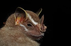 Uroderma bilobatum convexum