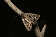 Mythimna velutina
