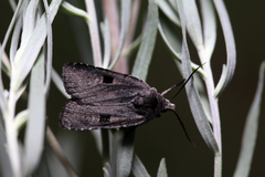 Netrocerocora quadrangula