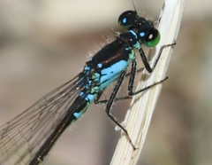 Ischnura damula