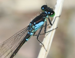 Ischnura damula