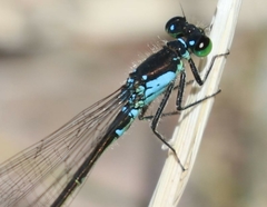 Ischnura damula