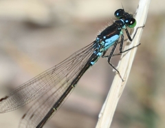 Ischnura damula