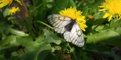 Parnassius glacialis