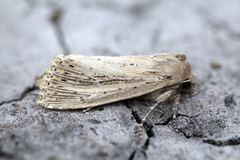 Nonagria typhae