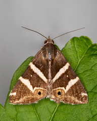 Grammodes pulcherrima