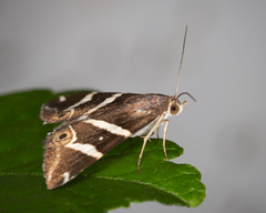 Grammodes pulcherrima