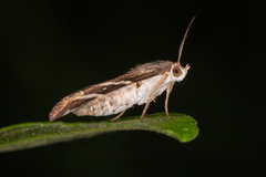 Grammodes pulcherrima