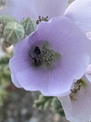 Calliopsis subalpina