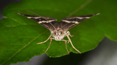 Grammodes pulcherrima
