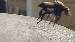Laphria macquarti