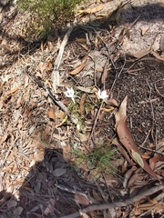 Lithotoma anethifolia