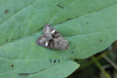 Nyssocnemis eversmanni