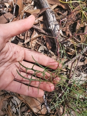 Lithotoma anethifolia
