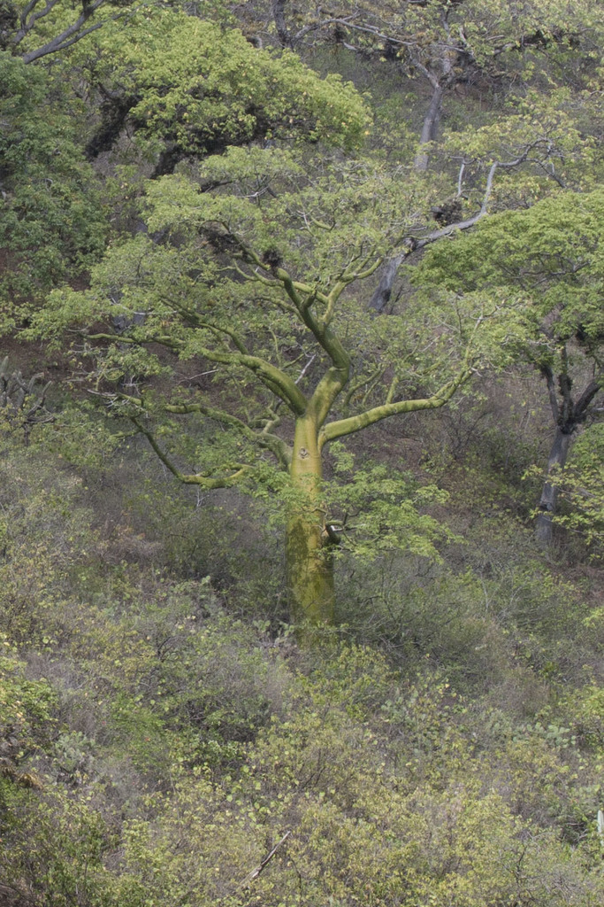 Ceiba trischistandra