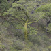 Ceiba trischistandra - Photo (c) Kristof Zyskowski, some rights reserved (CC BY)