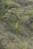 Ceiba trischistandra - Photo (c) Kristof Zyskowski, some rights reserved (CC BY), uploaded by Kristof Zyskowski