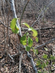 Sarcomphalus amole