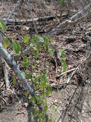 Sarcomphalus amole
