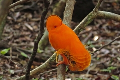 Rupicola rupicola