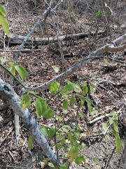 Sarcomphalus amole