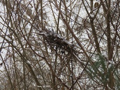 Streptopelia orientalis